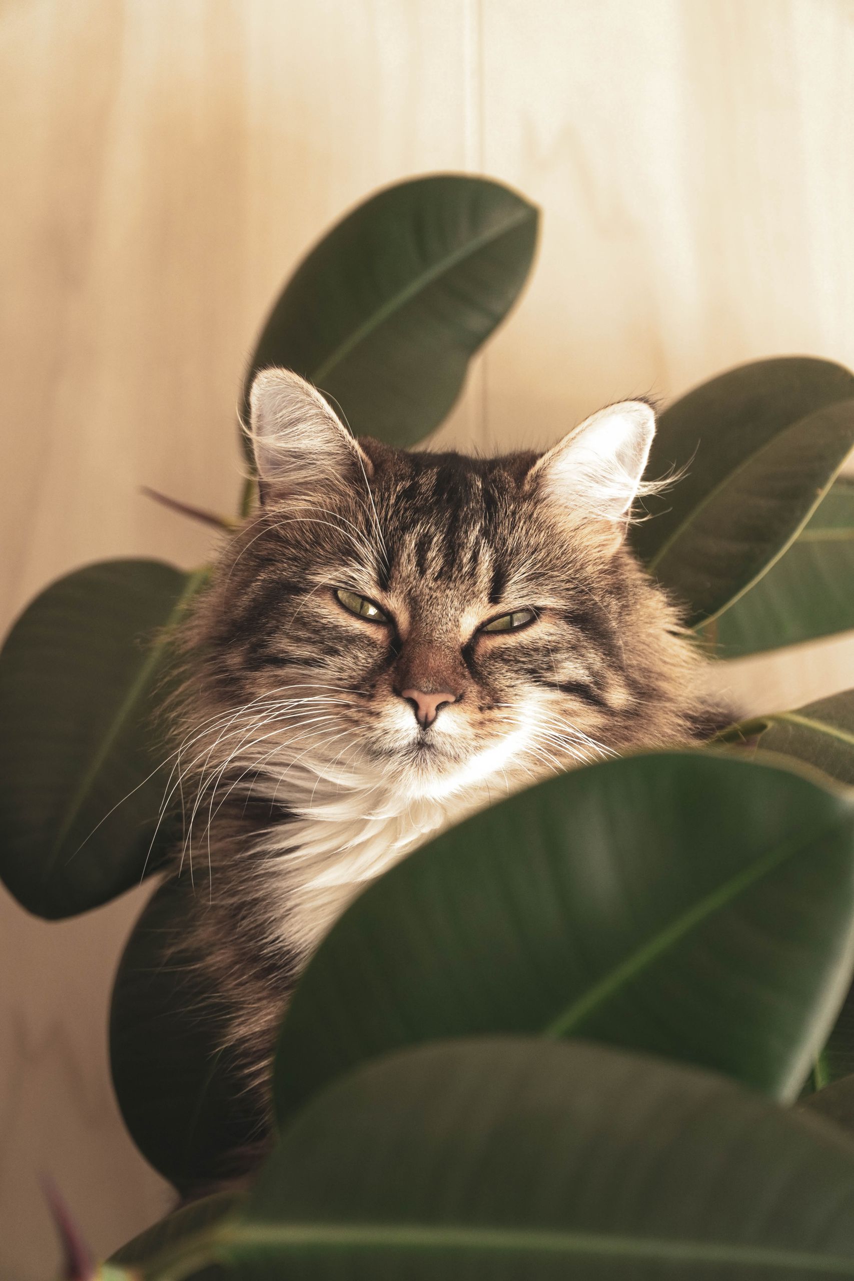 A lovely long-haired cat nestled among large green leaves, creating a serene natural atmosphere.