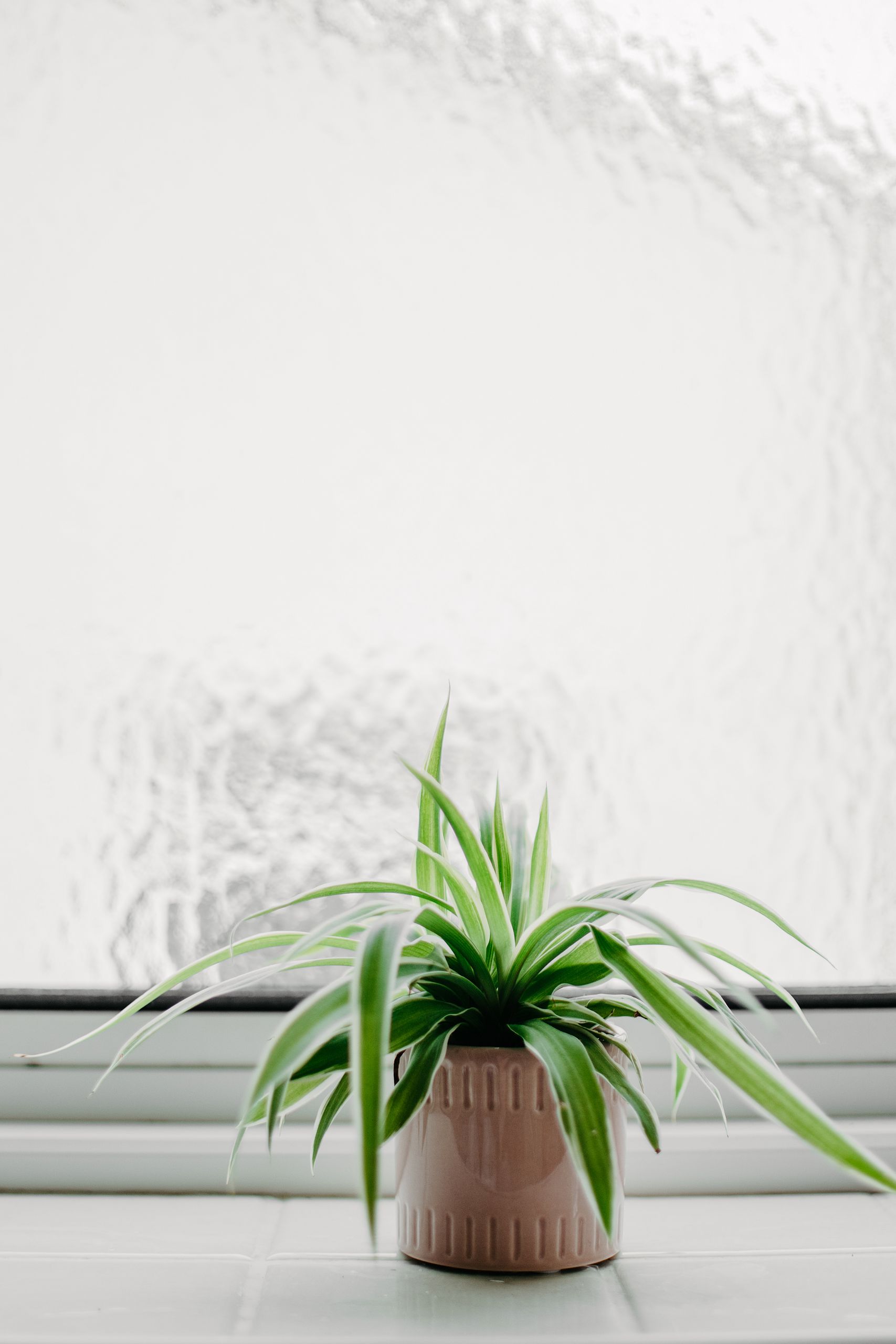 A serene potted spider plant placed on a windowsill with frosted glass background.
