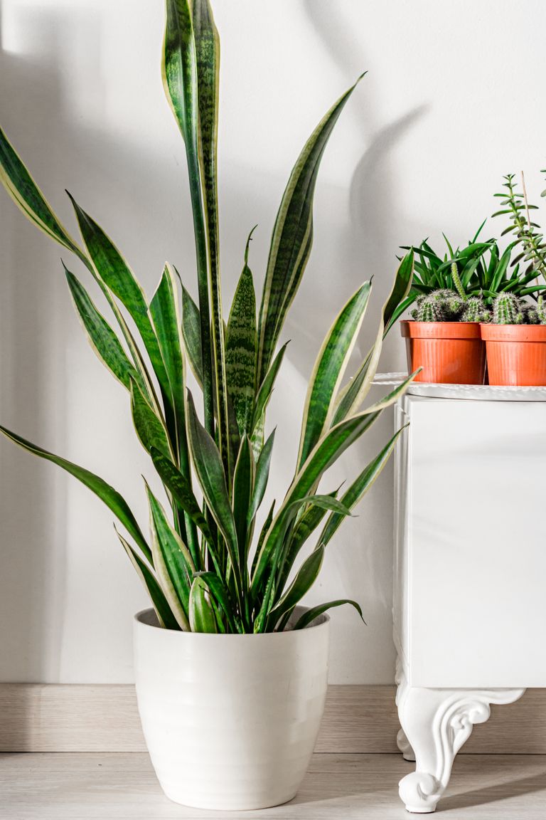 Elegant indoor snake plant in a white ceramic pot beside decorative furniture.