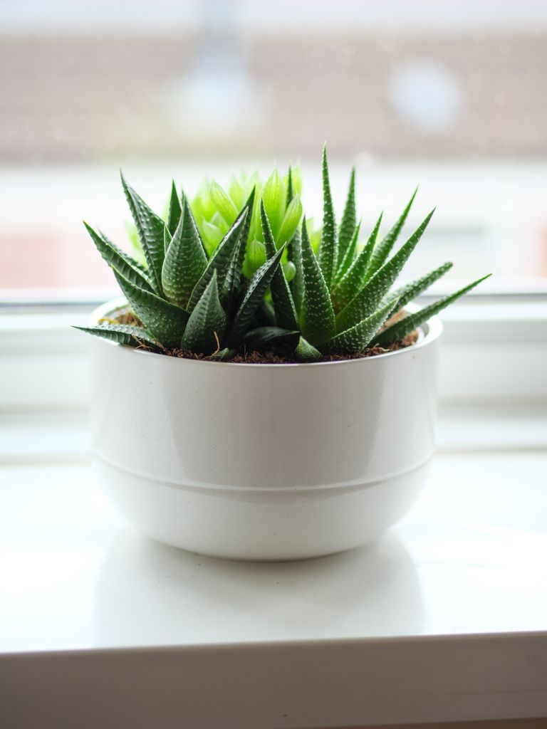 A bright green haworthia succulent in a white ceramic pot on a sunlit windowsill.