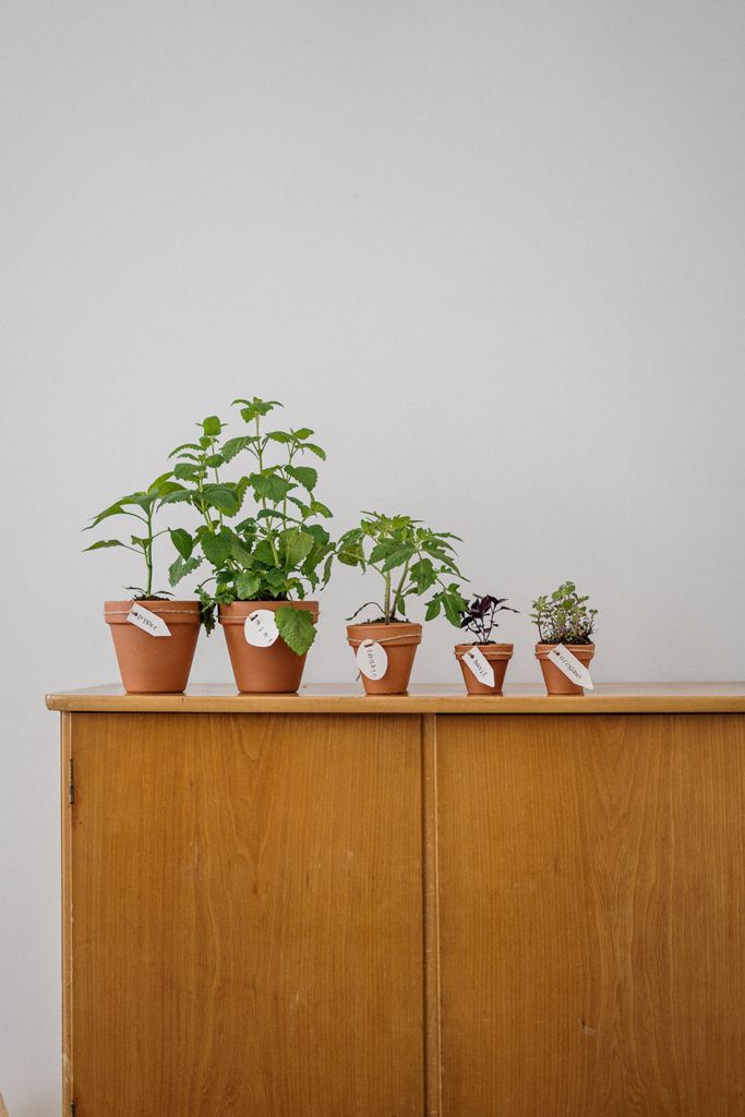 A lineup of potted herbs on a wooden cabinet for home gardening inspiration.