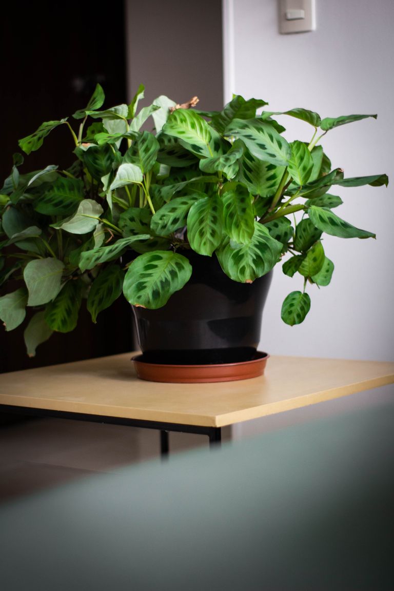A lush Maranta plant in a black pot sits on a wooden table, adding greenery to indoor space.