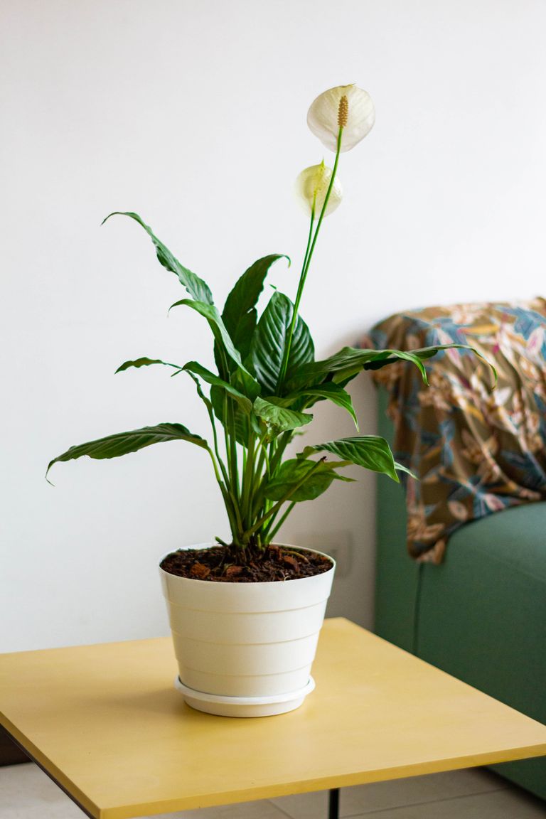 A peace lily in a white pot on a coffee table, adding elegance to a modern living room.