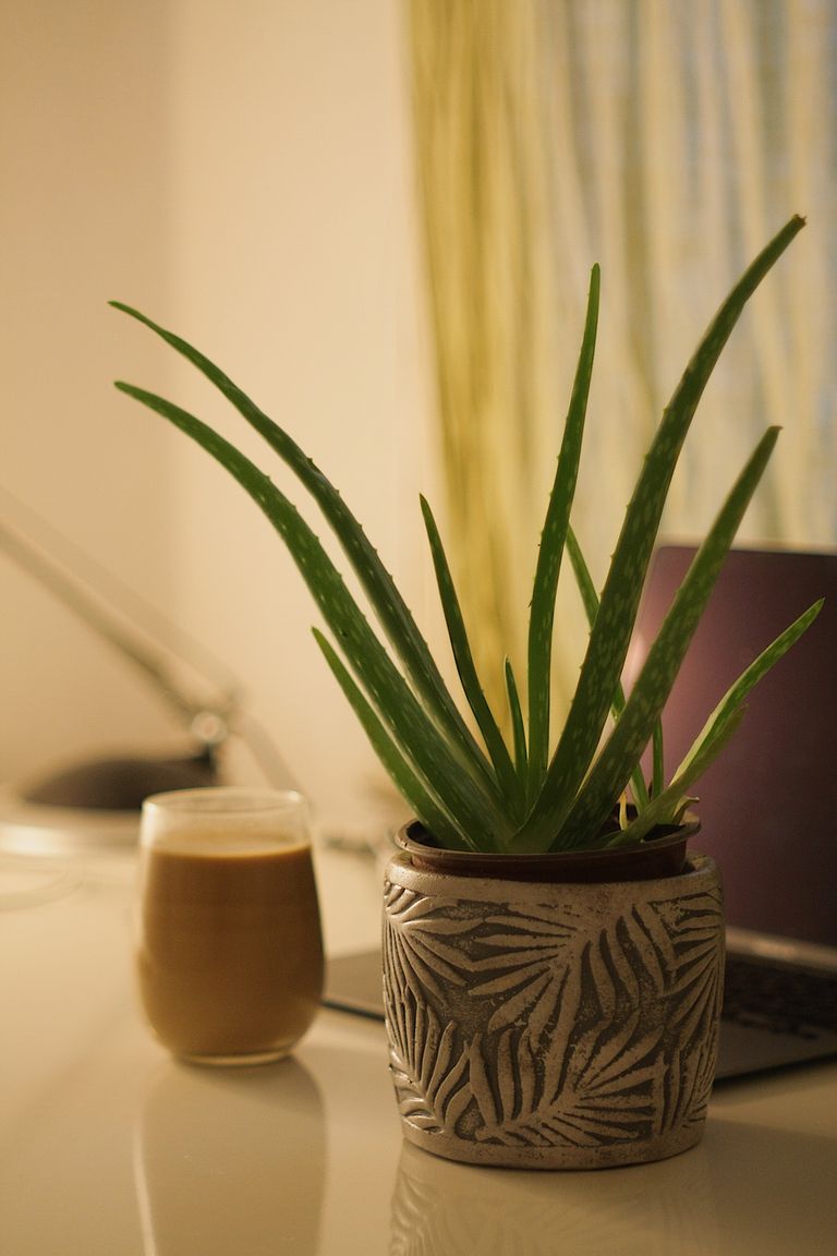 Aloe vera plant in artistic pot with latte on a modern office desk.