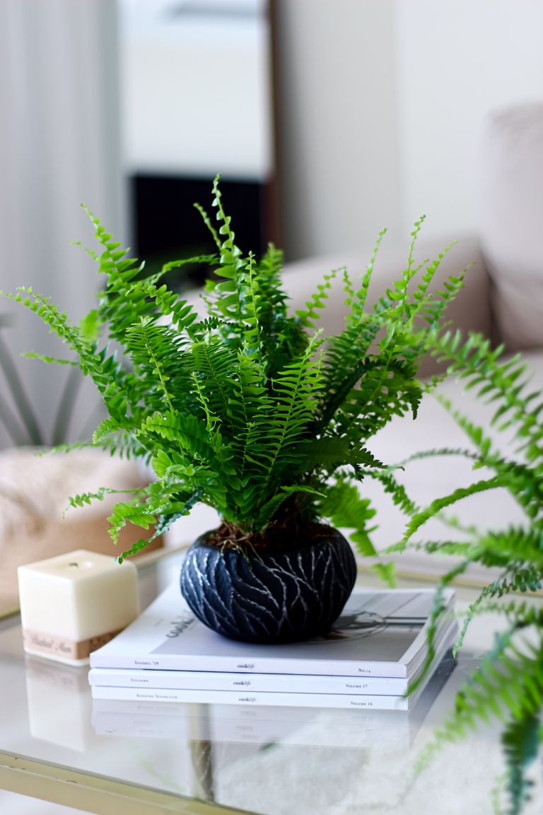 Bright green fern in a stylish pot, enhancing a modern indoor setting.