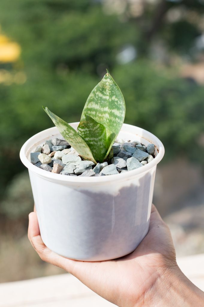 Close-up of a hand holding a potted Sansevieria plant outdoors, showcasing nature's beauty.