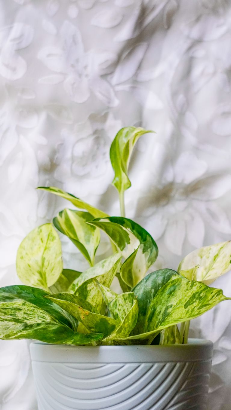 Close-up of a variegated Pothos plant in a stylish pot with a delicate floral background.