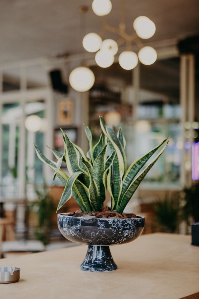 Contemporary indoor space featuring a snake plant in a decorative pot on a table.