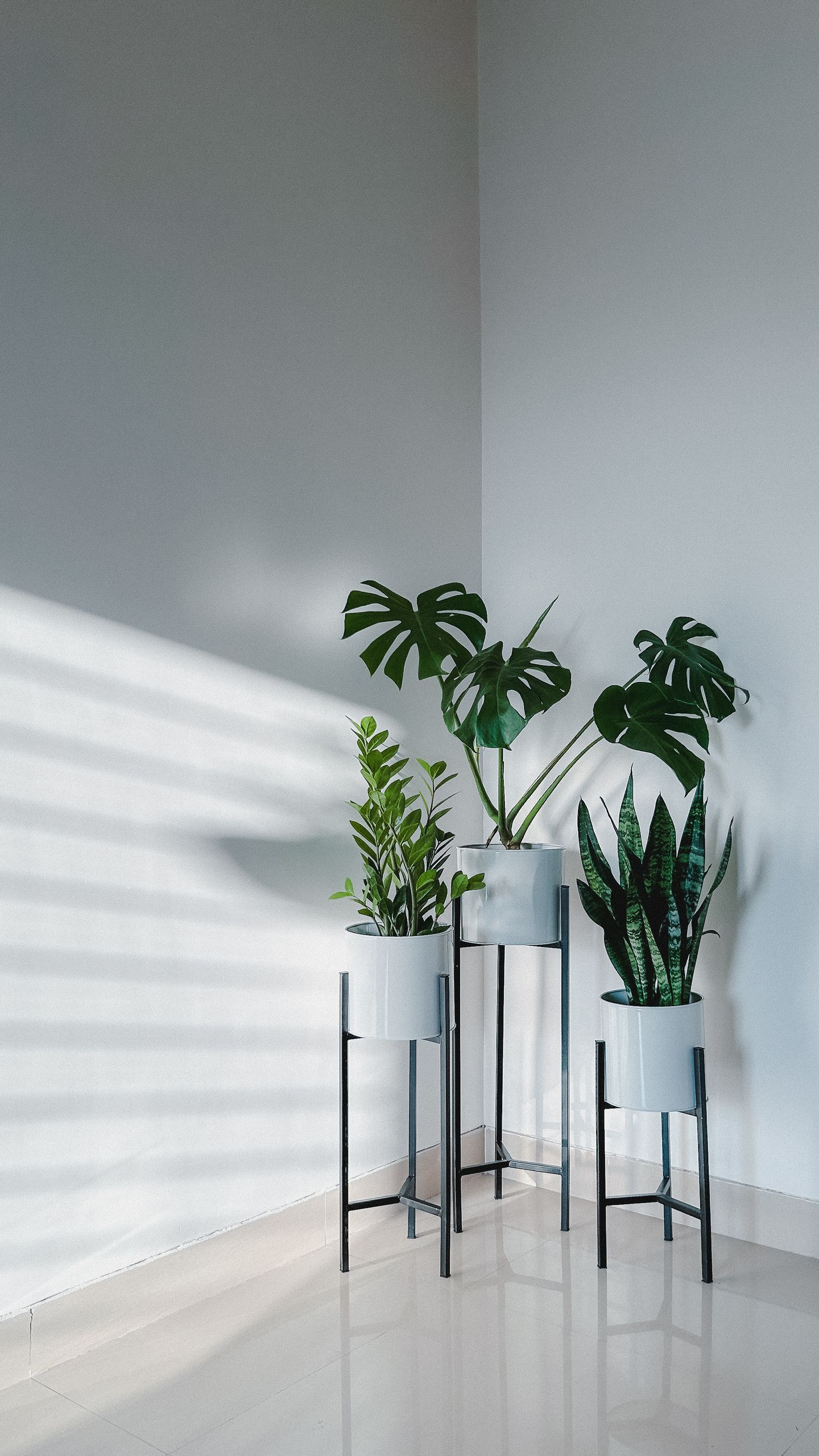 Elegant houseplants in stylish stands casting shadows on white walls in a minimalist interior.