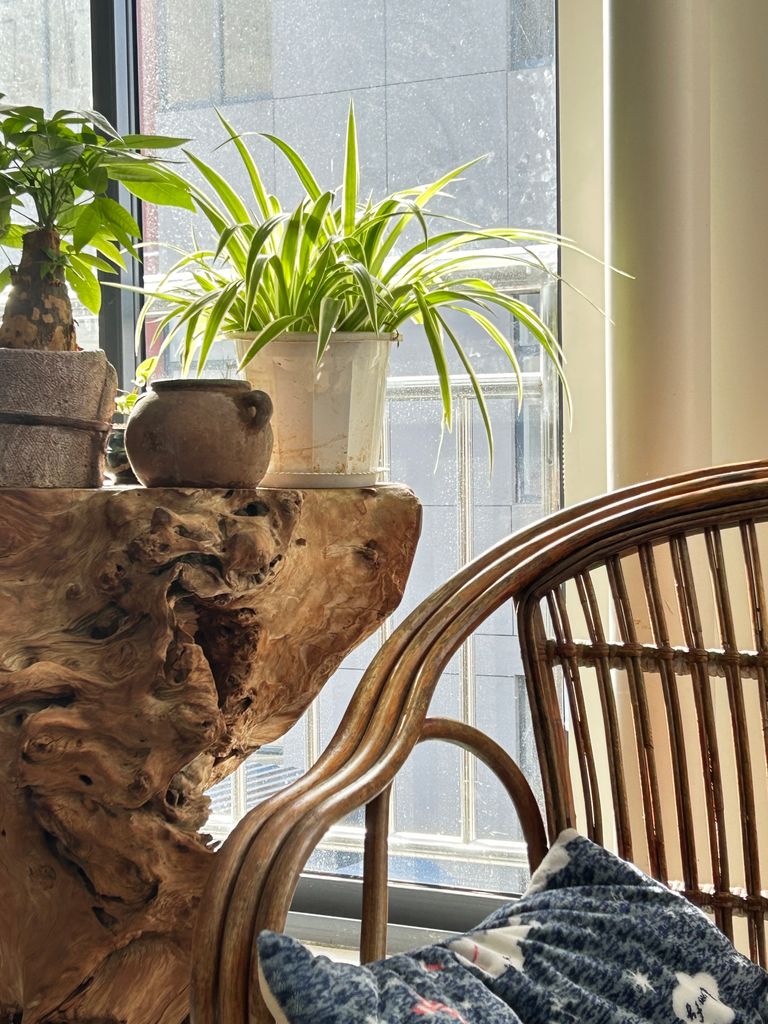 Serene indoor space featuring a spider plant, rustic wooden table, and wicker chair by the window.