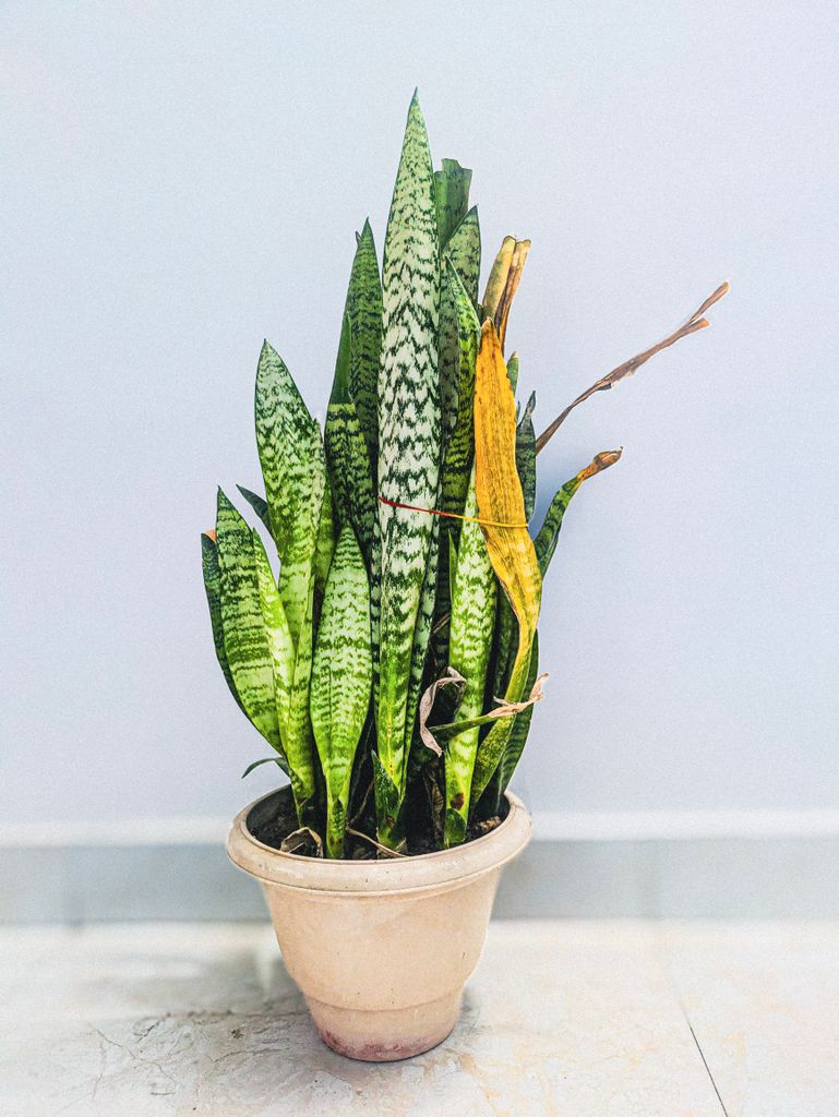 Snake plant care (Sansevieria trifasciata) in a terracotta pot on tile floor indoors.