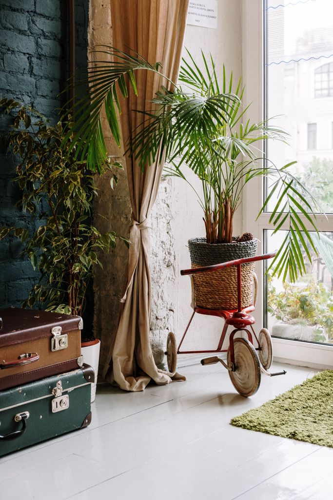 Stylish room with potted plants and vintage luggage near a sunlit window.
