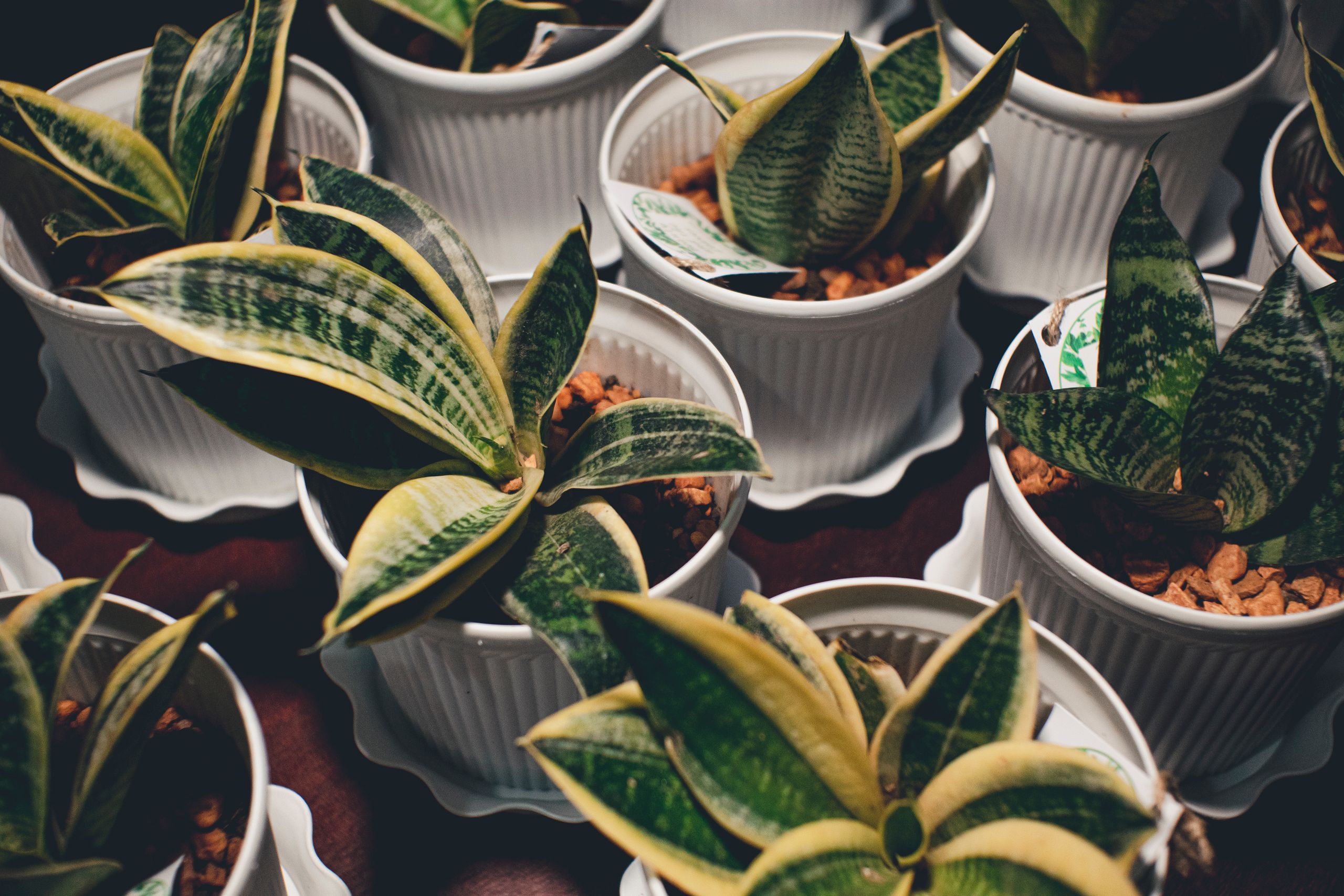 Top view of healthy snake plants in white pots, perfect for home decor and indoor gardening.