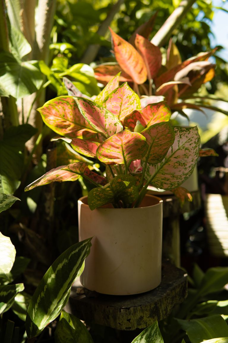 Vibrant Aglaonema plant with variegated leaves in a sunlit indoor garden setting.