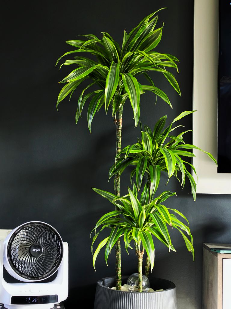 Vibrant Dracaena plant in a stylish home interior with sleek decor.