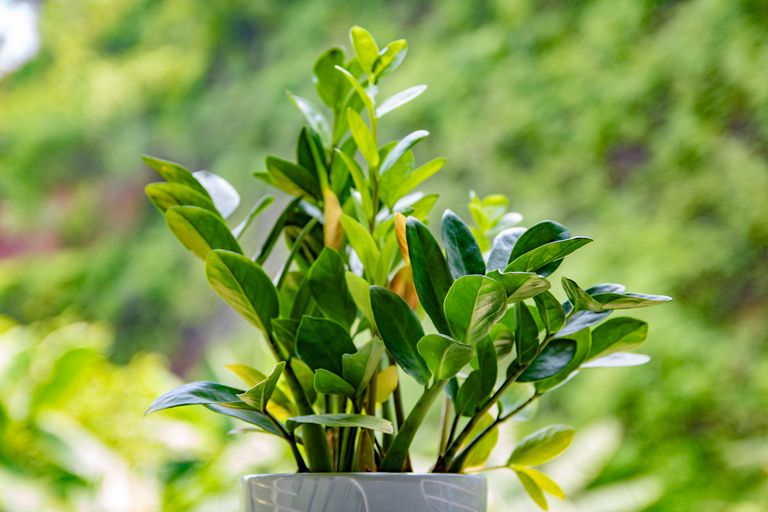 Vibrant green plant with glossy leaves in white pot against a blurred background.