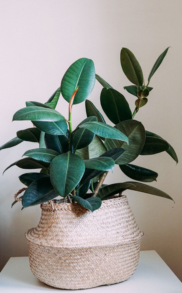 Vibrant rubber plant in a woven basket adds a touch of nature to modern interiors.